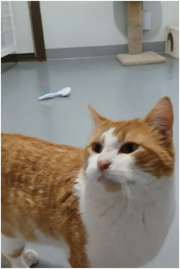 A young large-sized male Orange & White American Shorthair cat named Buster for adoption in Iowa Falls, IA