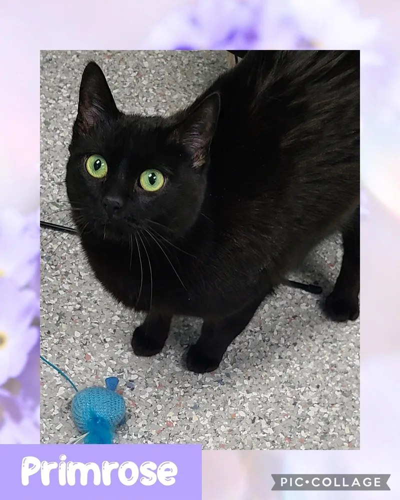 An adult medium-sized female Black Domestic Short Hair cat named Primrose for adoption in Iron River, MI