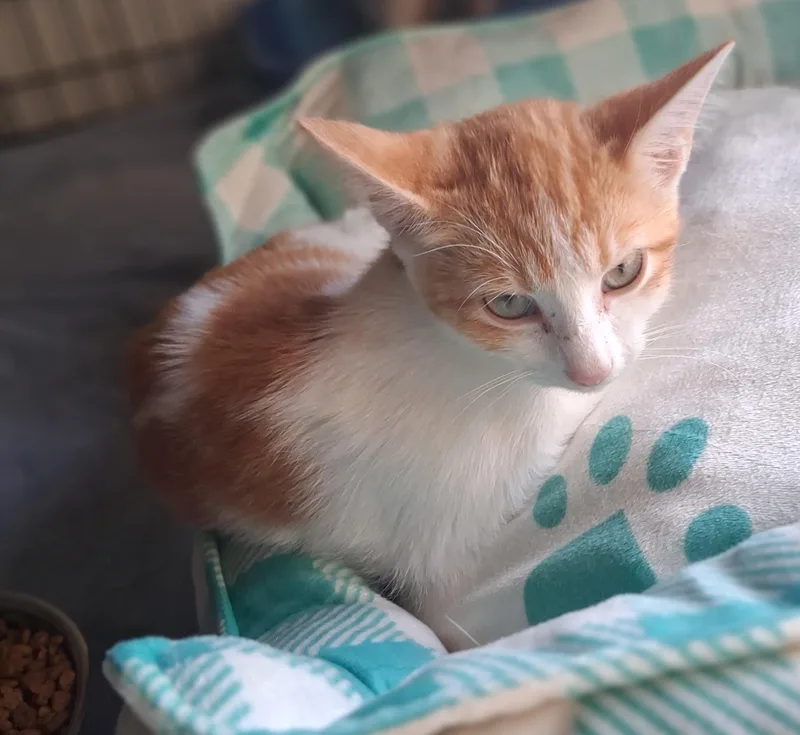 A baby small-sized female Domestic Short Hair cat named Betty Whitepaw for adoption in Lynchburg, TN