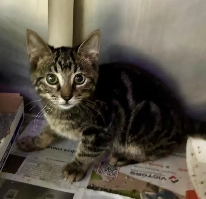A baby medium-sized male Domestic Short Hair cat named Wandering Glider for adoption in Cincinnati, OH