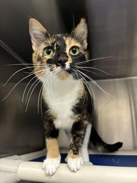 A young small-sized female Domestic Short Hair cat named Catalie Portman for adoption in Richmond, VA