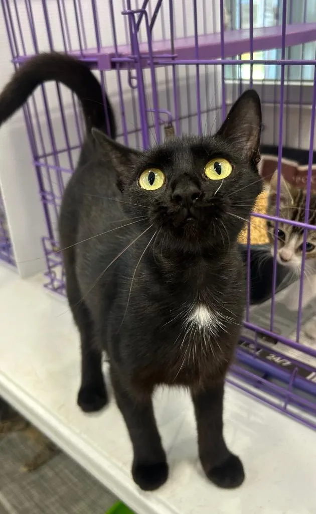 A young medium-sized female Domestic Short Hair cat named Kennedy for adoption in Denham Springs, LA