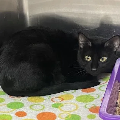 An adult medium-sized female Domestic Short Hair cat named Athena for adoption in Port Charlotte, FL