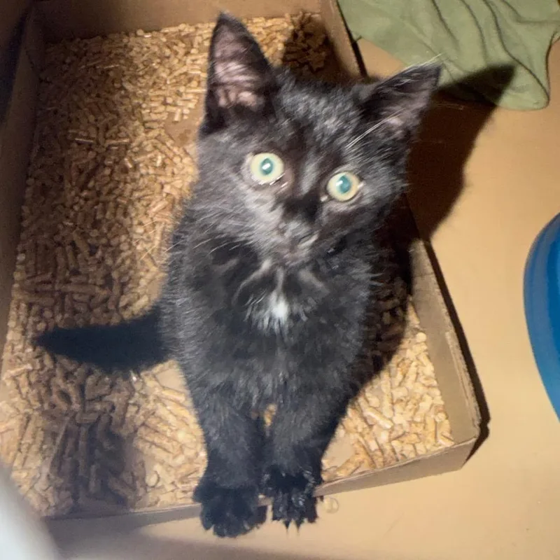 A baby small-sized female Black Domestic Short Hair cat named Hart for adoption in Madisonville, KY