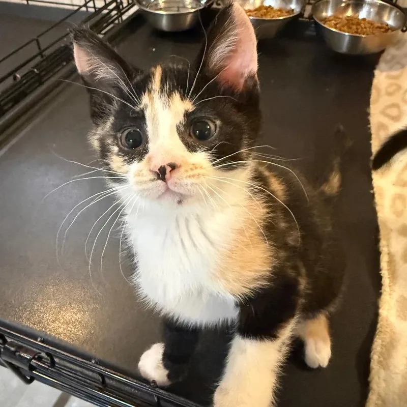 A baby small-sized female Calico Domestic Short Hair cat named Biscoff for adoption in Parkersburg, WV