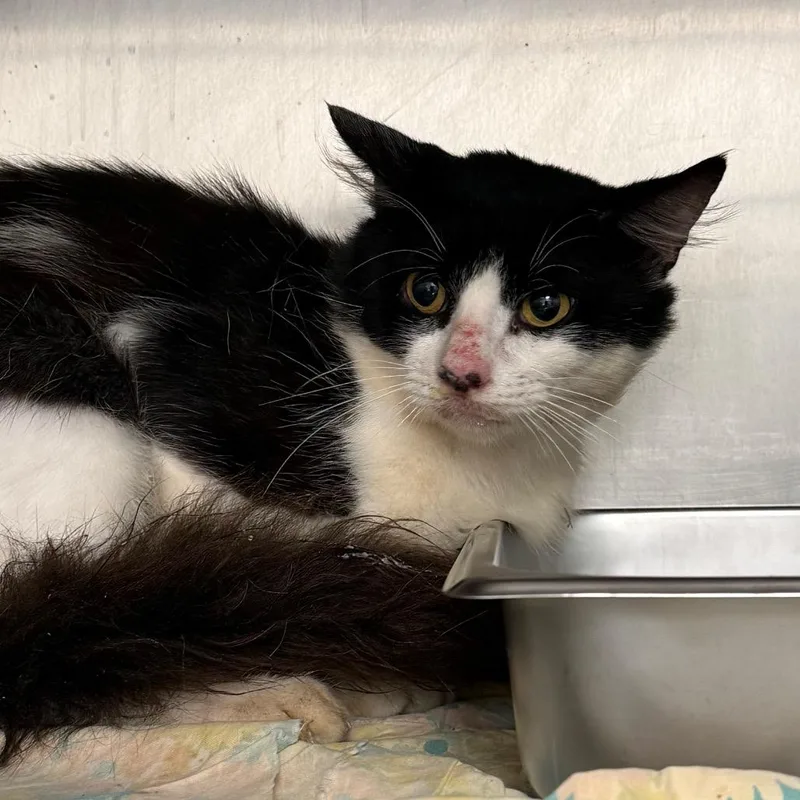 An adult medium-sized male Black Domestic Short Hair cat named Moo for adoption in Troy, VA