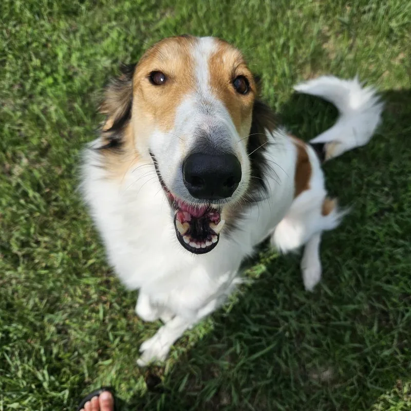 An adult medium-sized female White / Cream Collie dog named Khalie D for adoption in Princeton, MN