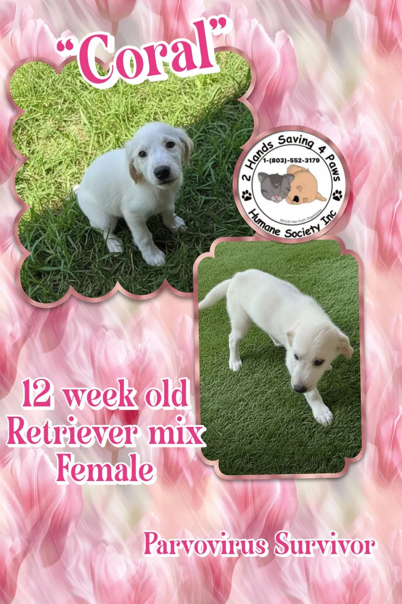 A baby medium-sized female White / Cream Retriever dog named Coral for adoption in Thomson , GA