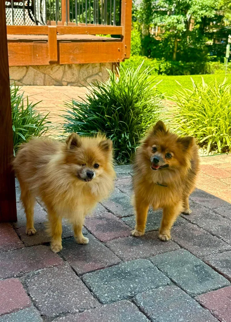 A young medium-sized male Pomeranian dog named Davis for adoption in Arlington, VA
