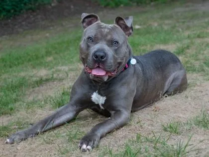 An adult large-sized male Pit Bull Terrier dog named Blue for adoption in Coon Rapids, MN