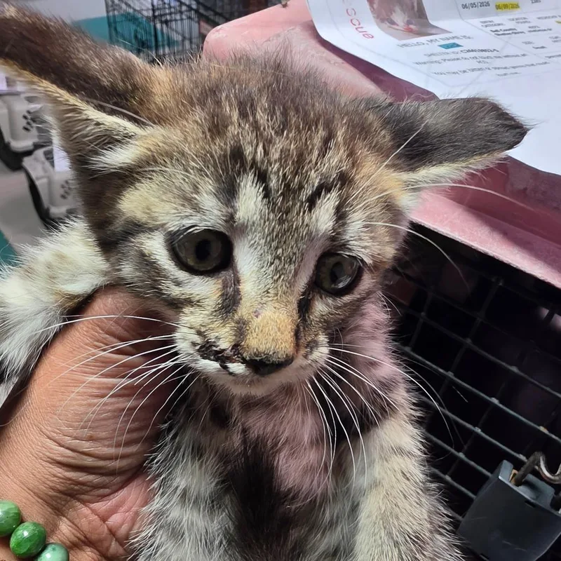 A baby small-sized female Domestic Short Hair cat named Okalla for adoption in Leander, TX