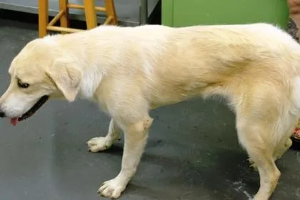 A young large-sized female Great Pyrenees dog named Elsa for adoption in Picayune, MS