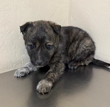 A young medium-sized female Brindle Terrier dog named Shoni for adoption in Flagstaff, AZ