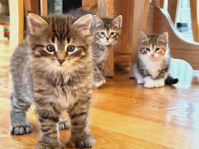 Shamrock  Only Accepting thumbnail 2