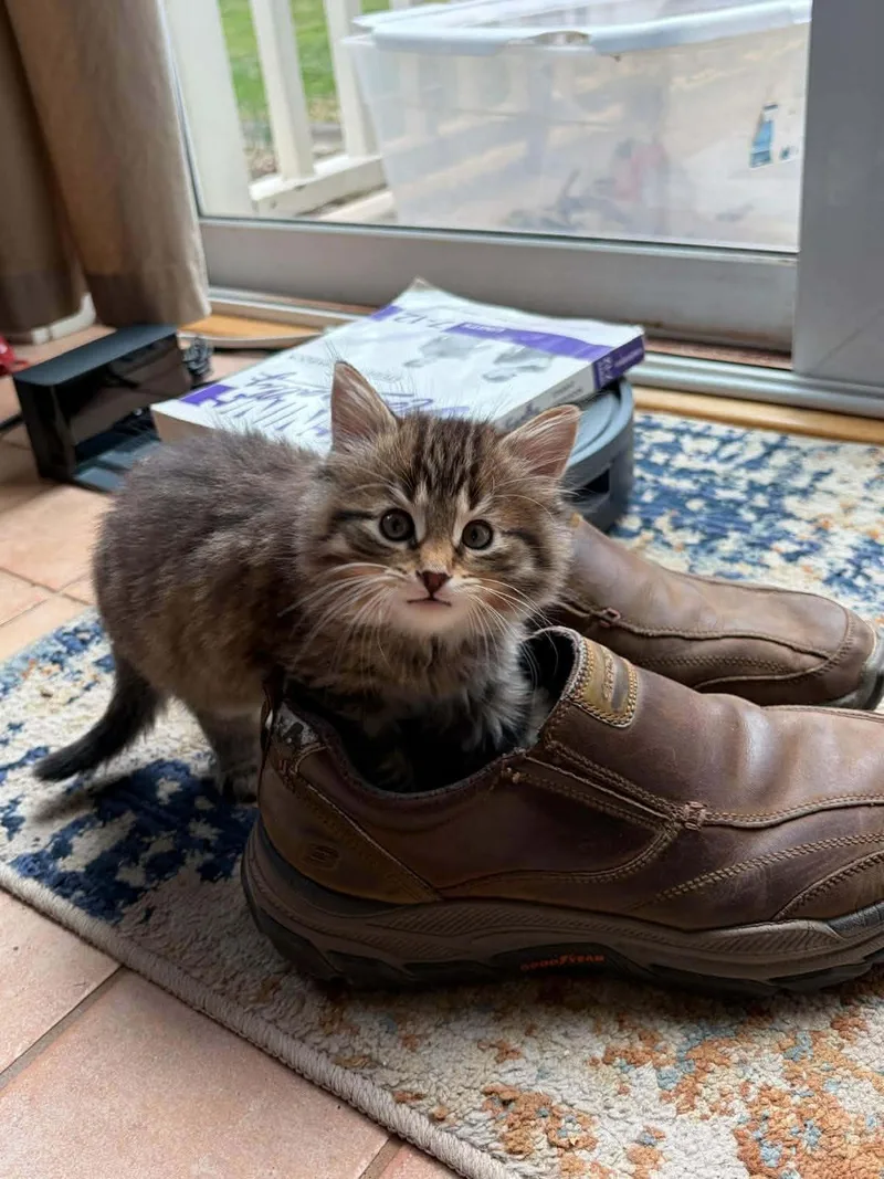 Shamrock  Only Accepting thumbnail 3