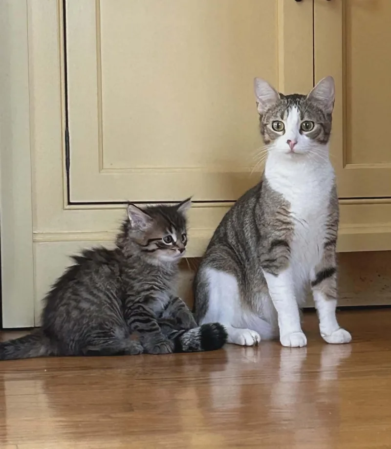 Shamrock  Only Accepting thumbnail 4