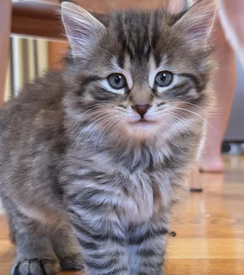 Shamrock  Only Accepting thumbnail 5