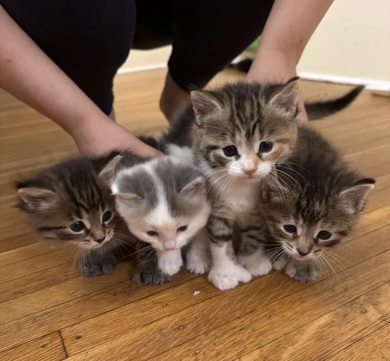 Shamrock  Only Accepting thumbnail 6