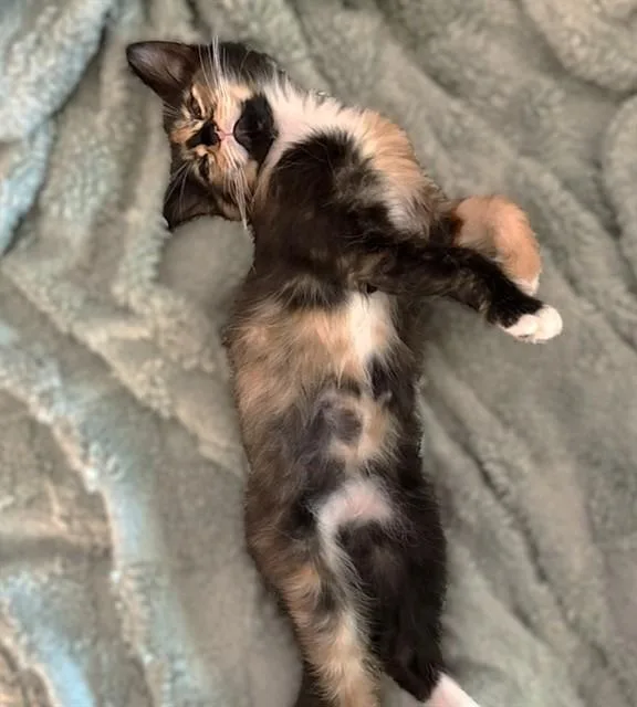 A baby small-sized female Domestic Short Hair cat named Margarita for adoption in Sacramento, CA