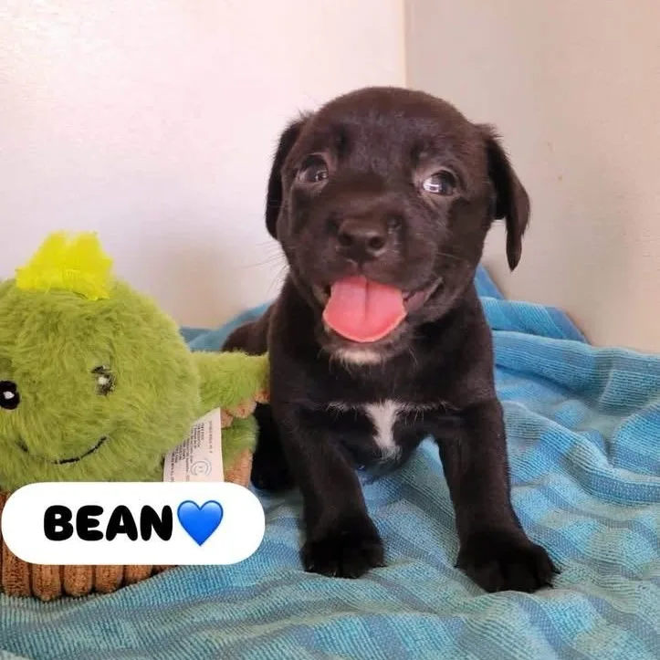 Bean thumbnail 2