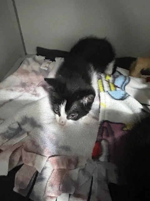 A baby small-sized male Black & White / Tuxedo Domestic Short Hair cat named Geode for adoption in Anoka, MN