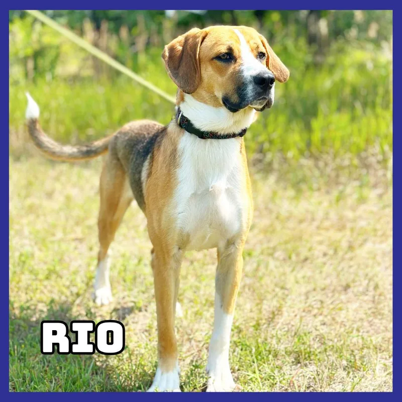 A young medium-sized male Brown / Chocolate Beagle dog named Rio for adoption in Glenwood, MN
