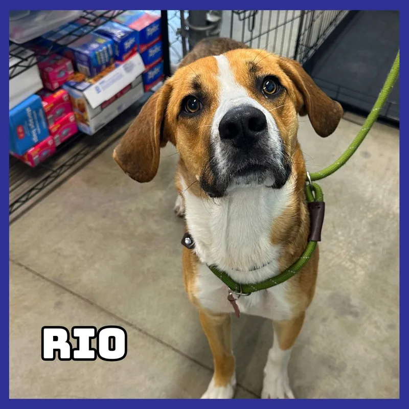 Rio thumbnail 2