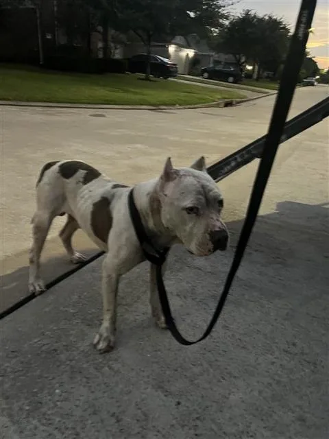 Taz