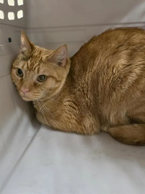 An adult small-sized male Domestic Short Hair cat named Simba for adoption in Aliquippa, PA