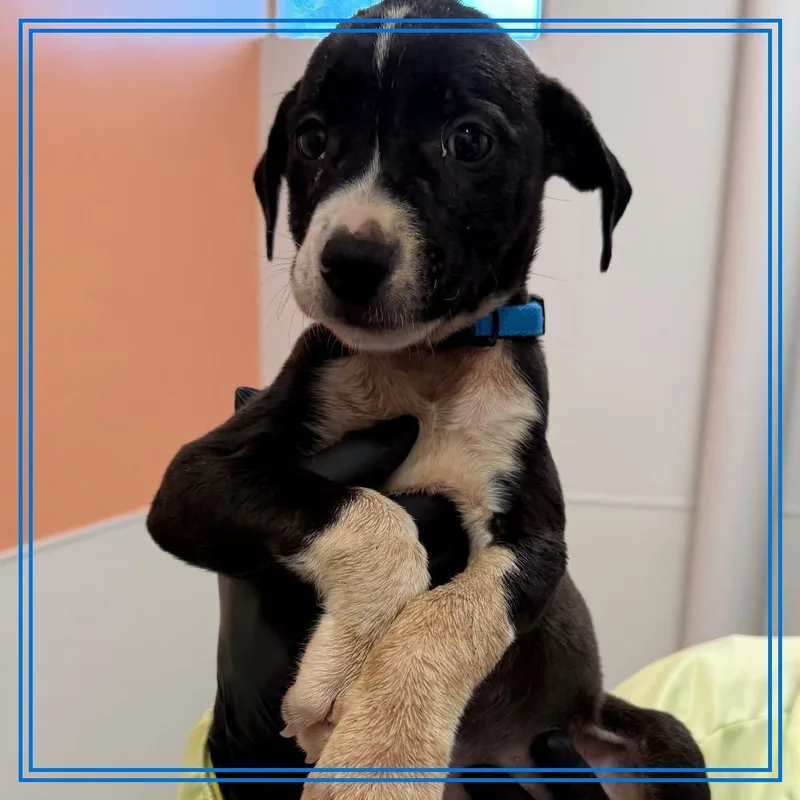 A baby medium-sized male Mixed Breed dog named Nacho Fry for adoption in Austin, TX
