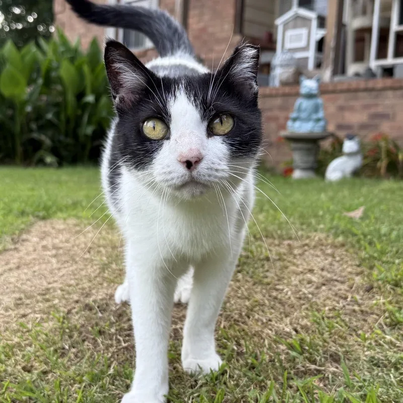 An adult small-sized female Black Domestic Short Hair cat named Leanna  Feral for adoption in ATOKA, TN