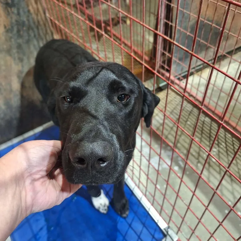 A young large-sized male Black Treeing Walker Coonhound dog named Charlie Krampus for adoption in Madill, OK