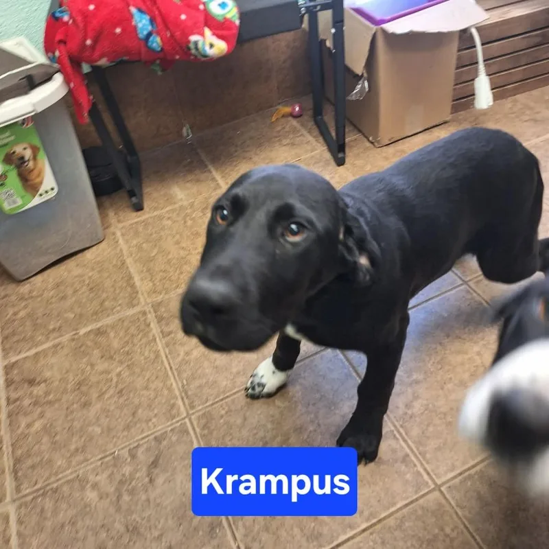 Charlie Krampus thumbnail 2