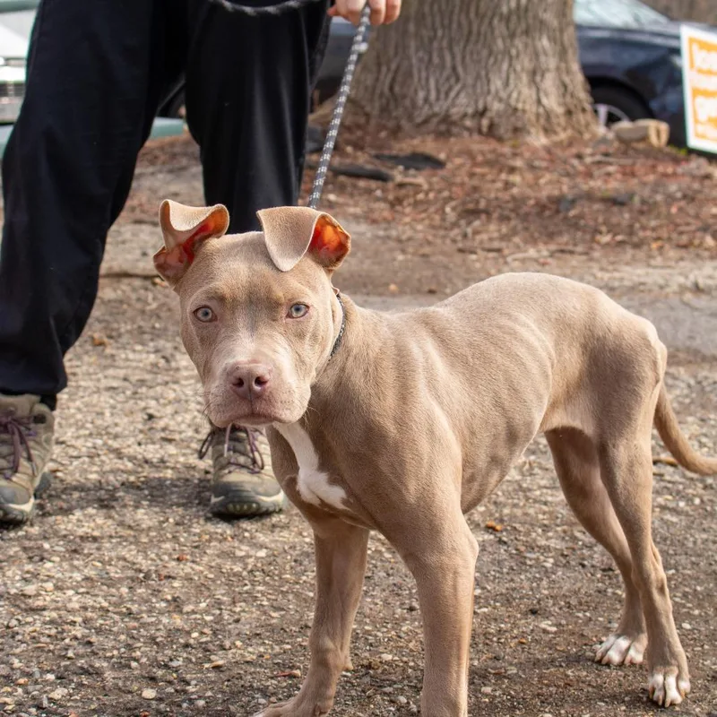 A baby medium-sized female Apricot / Beige Pit Bull Terrier dog named Ever for adoption in Madison, WI