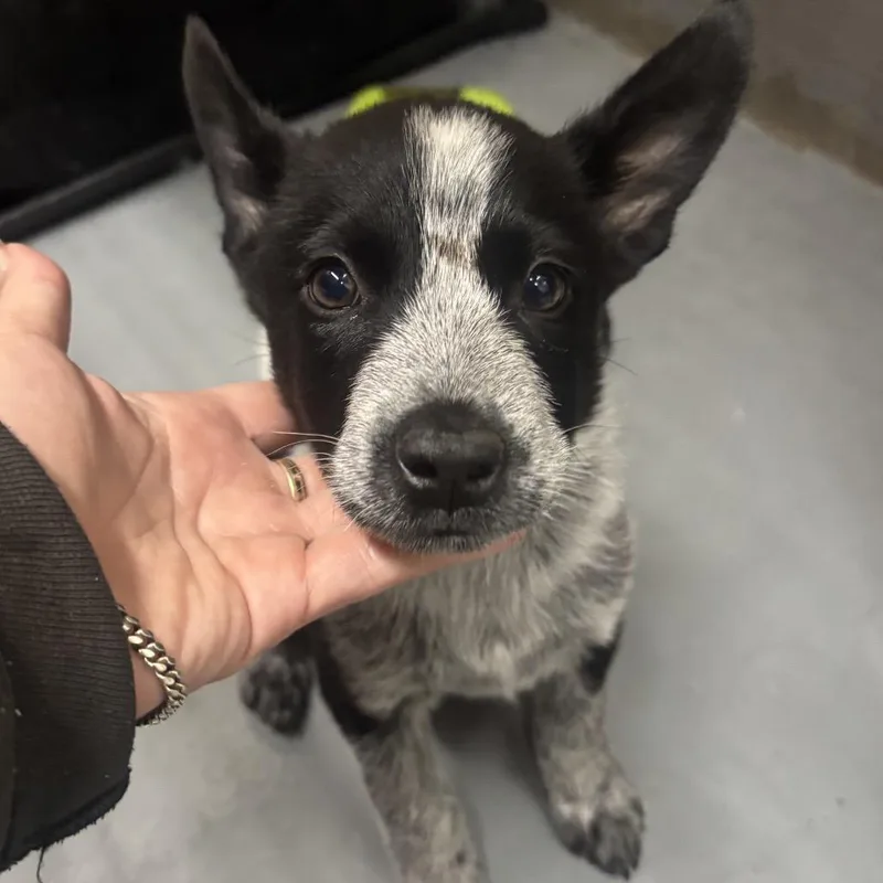 A baby medium-sized male White / Cream Australian Cattle Dog / Blue Heeler dog named Winston for adoption in Point Richmond, CA