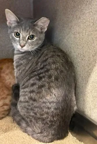 A young small-sized female Domestic Short Hair cat named Book Store for adoption in Washington, DC