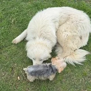 A young large-sized female White / Cream Great Pyrenees dog named Bella for adoption in Springtown, TX