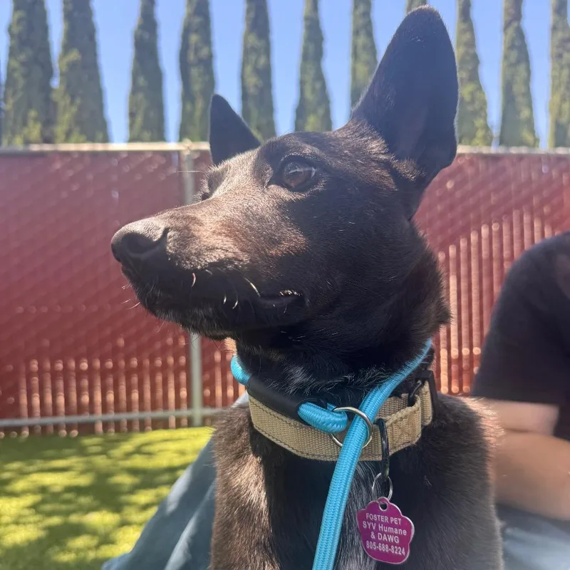An adult small-sized female Black Australian Kelpie dog named Nisha for adoption in Buellton, CA