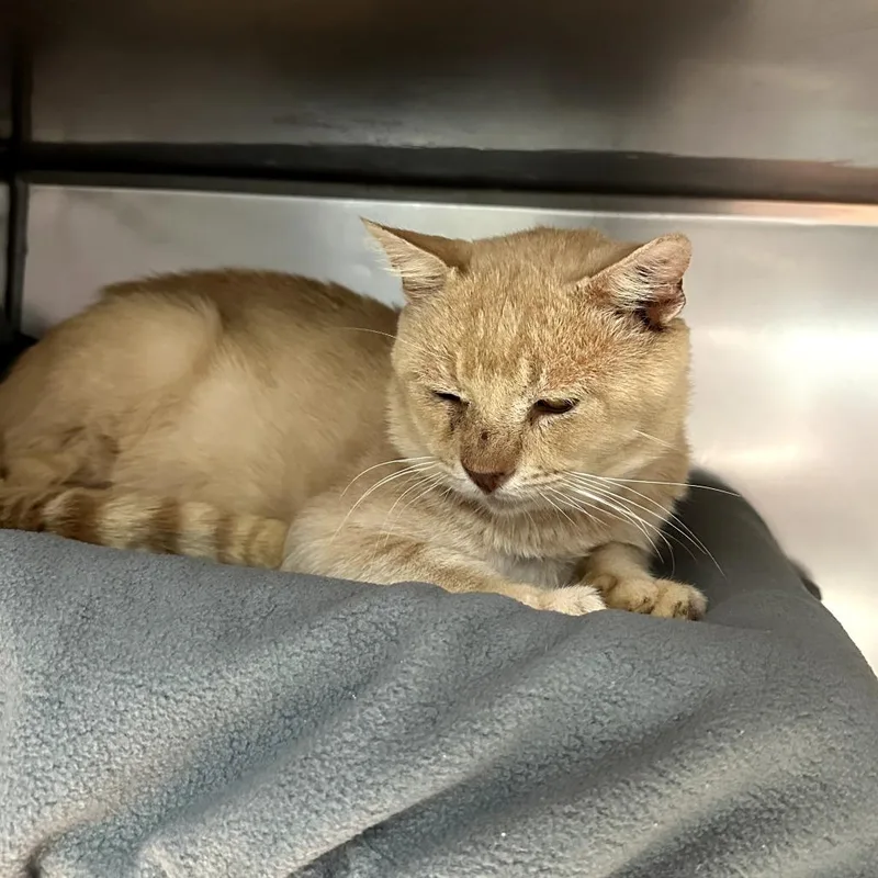 An adult large-sized male Orange / Red Domestic Short Hair cat named Orange Theory John for adoption in Austin, TX
