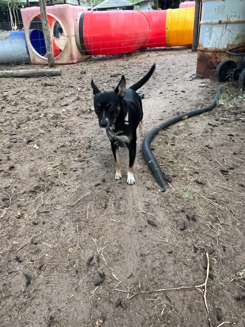 A young small-sized female Chihuahua dog named Myra for adoption in Gainesville, VA