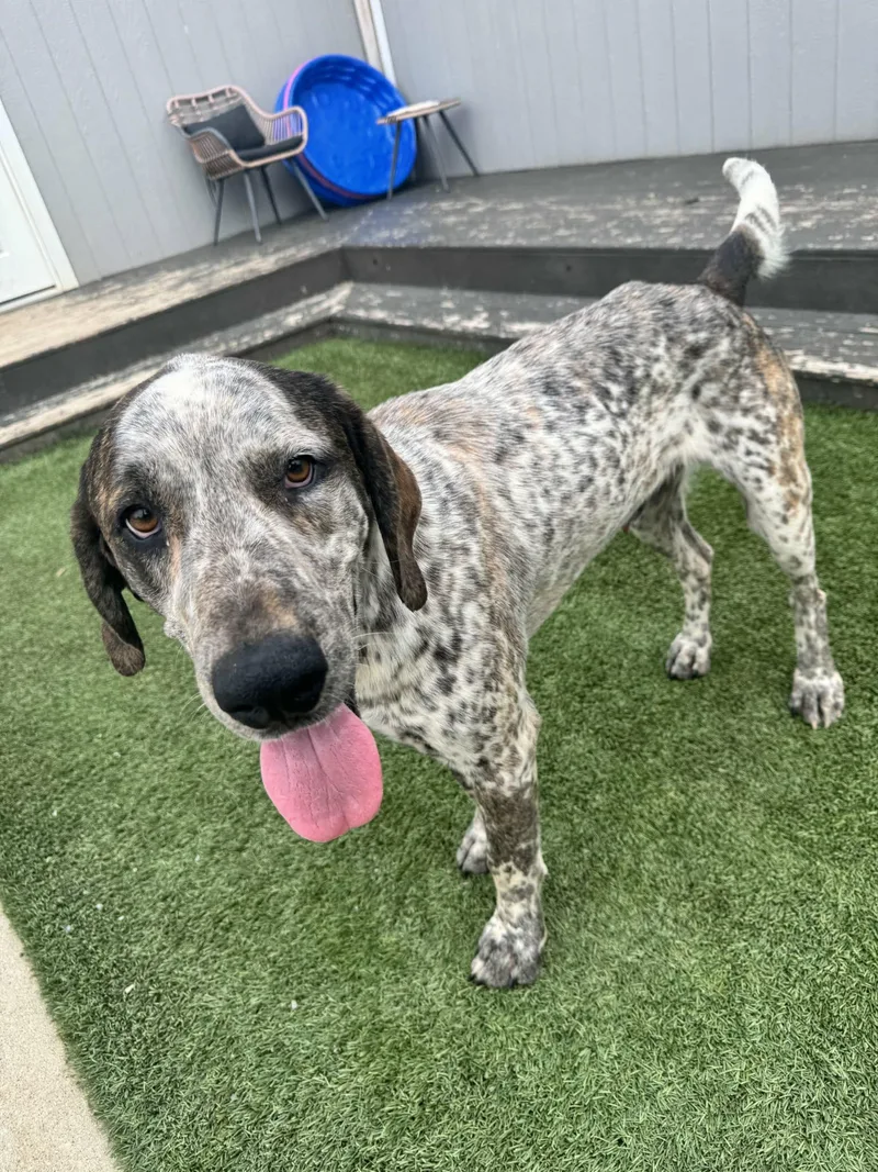 An adult large-sized male Merle (Blue) Bluetick Coonhound dog named Adam for adoption in Richmond, KY
