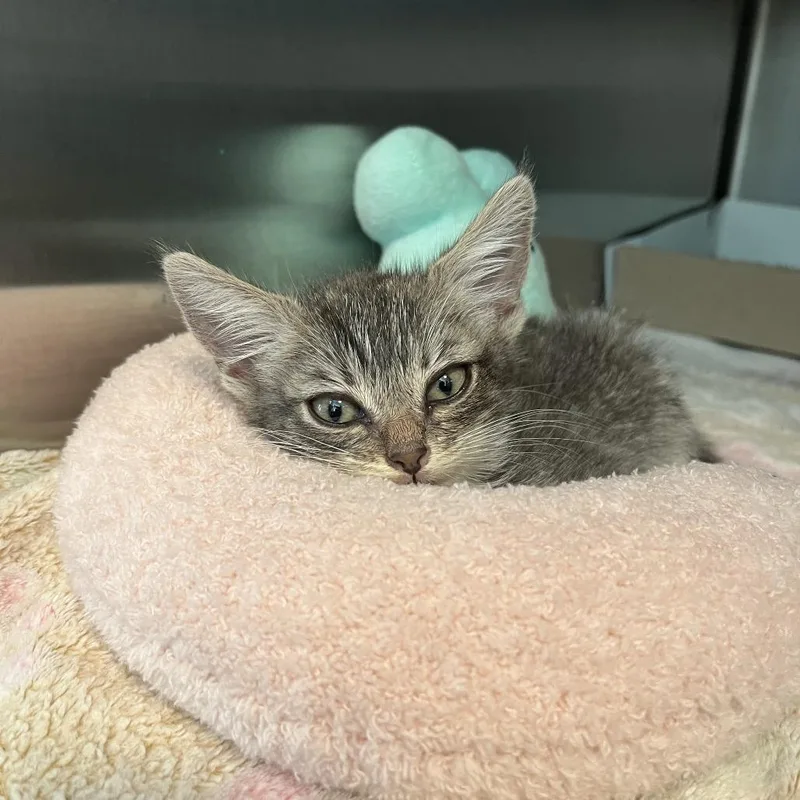 A baby small-sized female Domestic Short Hair cat named Ohagi for adoption in Los Angeles, CA
