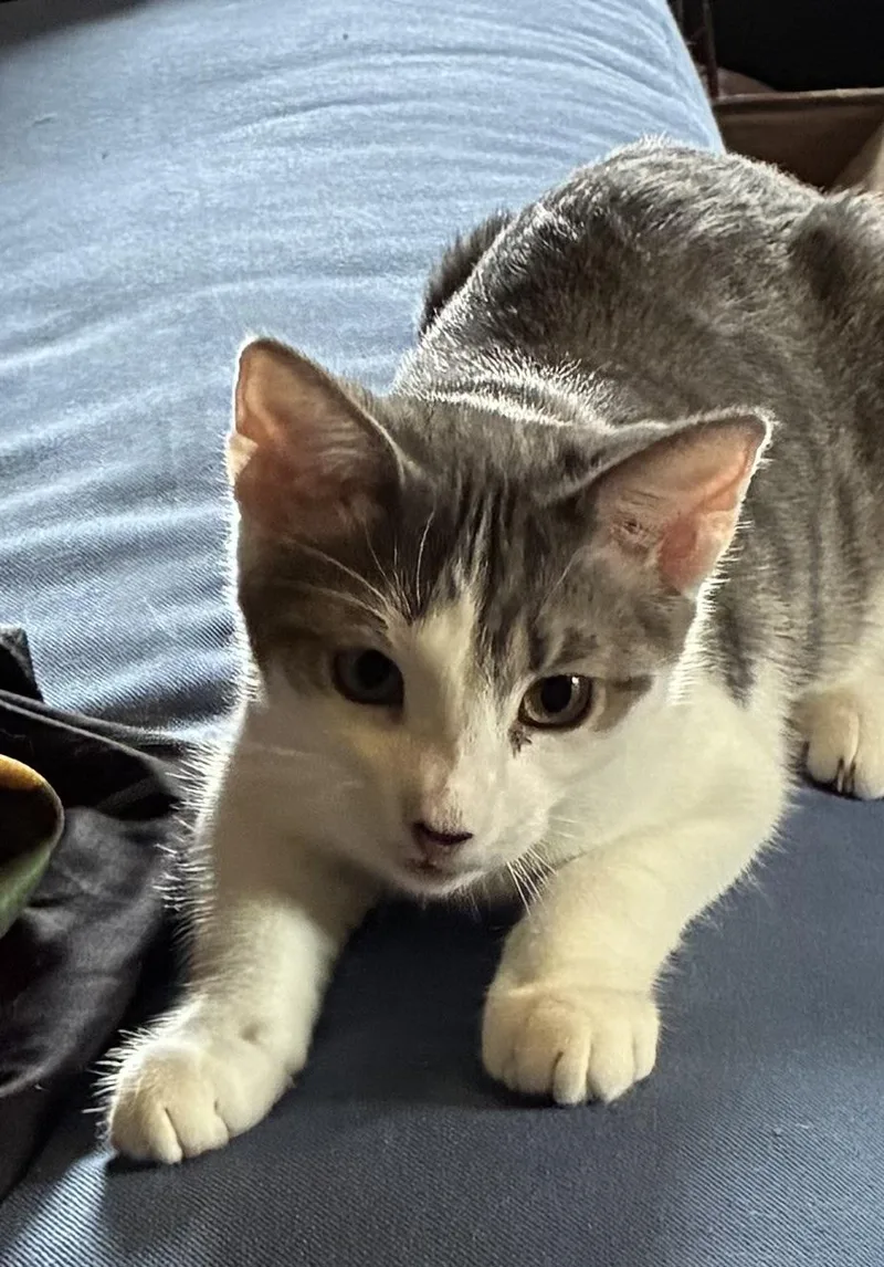 A young medium-sized male Gray & White Domestic Short Hair cat named Sheldon for adoption in South Euclid, OH