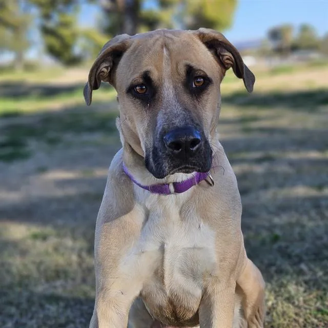 A young large-sized male Boxer dog named Cedar for adoption in Tucson, AZ