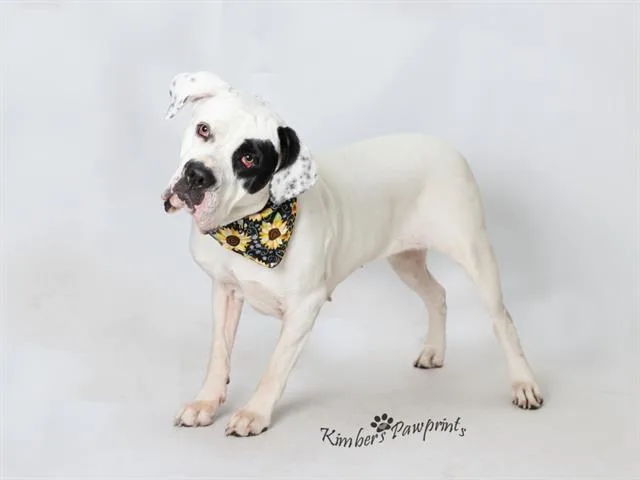 An adult large-sized female American Bulldog dog named Muse for adoption in Omaha, NE
