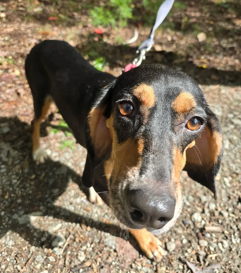 A young medium-sized female Hound dog named Lucille for adoption in Lexington, MA