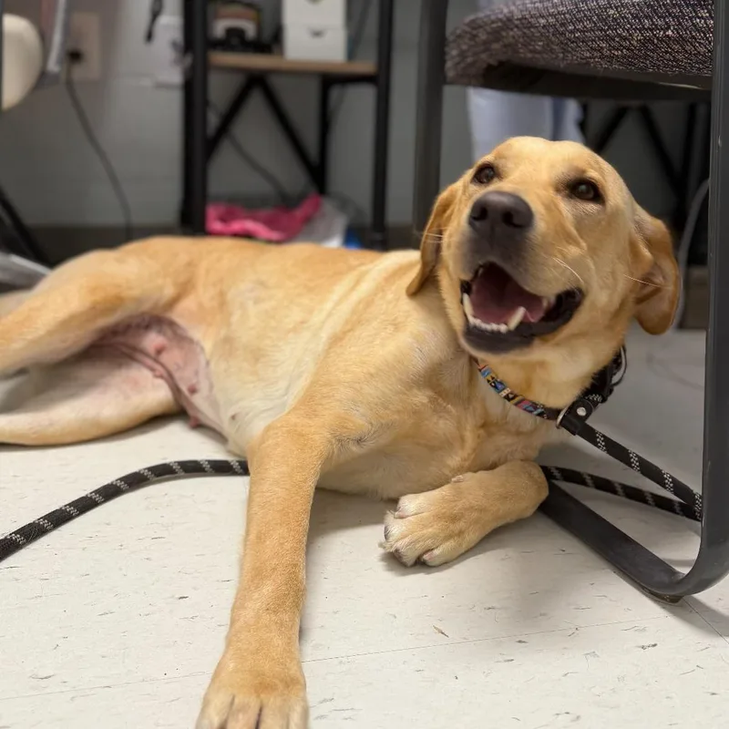 An adult medium-sized female Yellow / Tan / Blond / Fawn Yellow Labrador Retriever dog named Sunny for adoption in Marshall, VA
