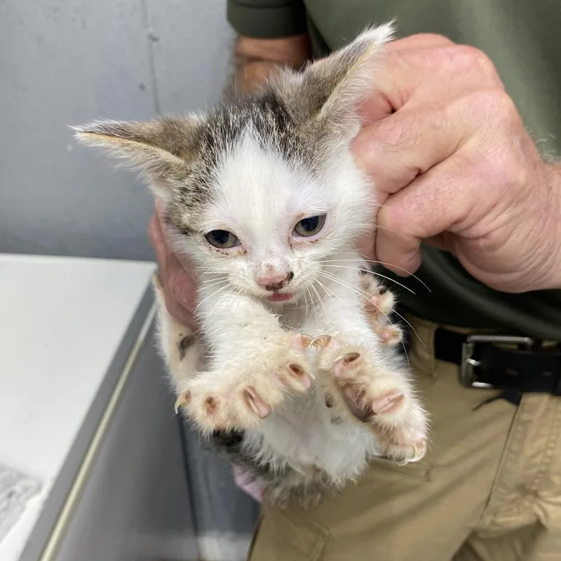 A baby small-sized female Brown / Chocolate Domestic Short Hair cat named Scampi for adoption in Houston, TX