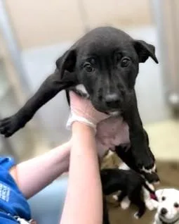 A baby medium-sized female Labrador Retriever dog named Sylvia Rivera for adoption in Washington, DC