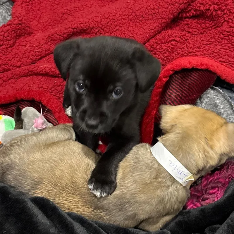 A baby medium-sized male Black Mixed Breed dog named Endrikk for adoption in Fredericksburg, VA